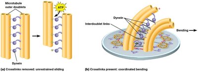 Crosslinks and spokes responsible for bending