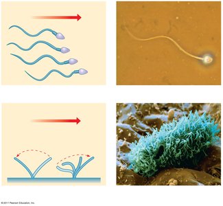 Motion of flagella and cilia