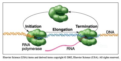 Diagram of transcription initiation, elongation, and termination by RNA polymerase