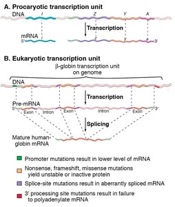 Comparison of prokaryotic and eukaryotic transcription units
