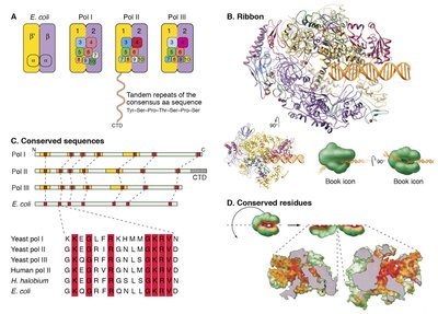 Structures and conserved features of RNA polymerases