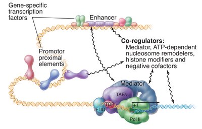 Diagram of promoter, promoter proximal elements, and enhancer interactions
