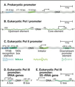 Comparison of prokaryotic and eukaryotic promoter elements