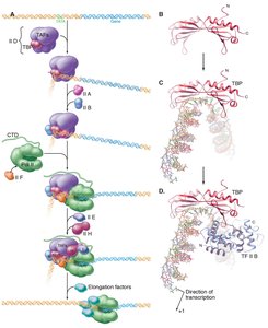 Assembly of the transcription preinitiation complex