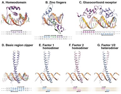 Major families of transcription factor DNA-binding domains