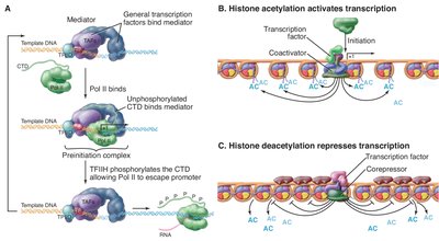 Role of mediator, histone acetylation, and deacetylation in transcription regulation