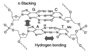 Stabilization of DNA double helix