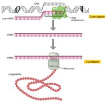 Transcription and translation overview