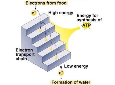 Electron transport chain and ATP synthesis