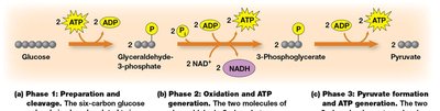 Three phases of glycolysis