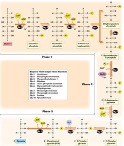 Detailed glycolytic pathway