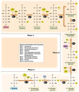 Phase 3 of glycolysis