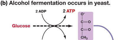 Alcohol fermentation in yeast
