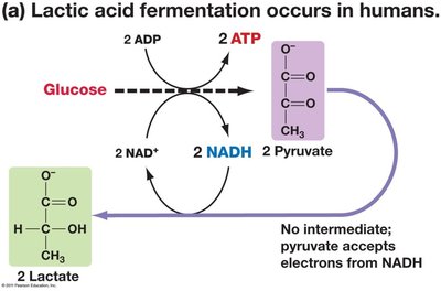 Alternative substrates for glycolysis