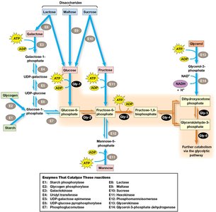 Phosphorolytic cleavage of storage polysaccharides