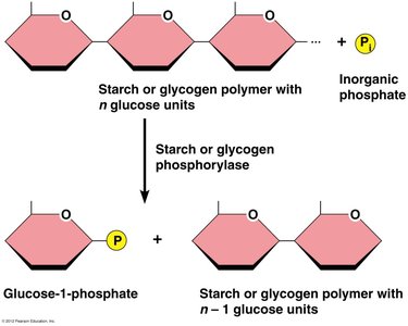 Regulation of glycolysis and gluconeogenesis