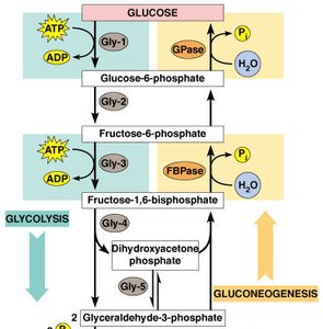 Regulation of glycolysis and gluconeogenesis