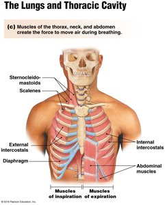 Muscles of the thorax, neck, and abdomen involved in respiration