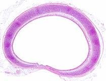 Histological section of the trachea showing its layers