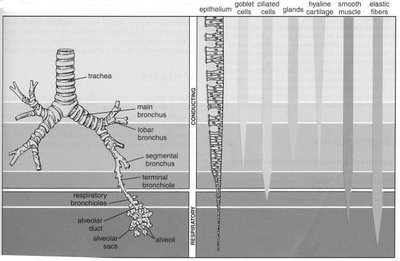 Diagram of airway branching and histological features along the respiratory tract
