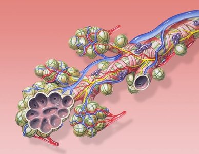 Diagram of respiratory bronchiole and alveolar structures with associated blood vessels