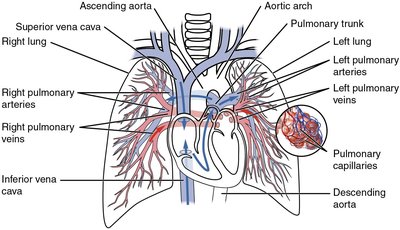 Diagram of pulmonary circulation showing arteries, veins, and capillaries in the lungs