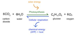 Photosynthesis and cellular respiration equation diagram