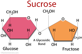 Structure of sucrose: glucose and fructose joined by a glycosidic bond