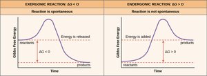 Exergonic vs. Endergonic reactions and ΔG