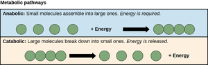 Anabolic vs. Catabolic pathways