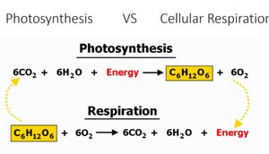 Photosynthesis and cellular respiration relationship