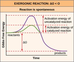 Enzyme catalysis and activation energy