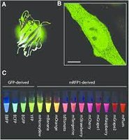 Green Fluorescent Protein and its variants