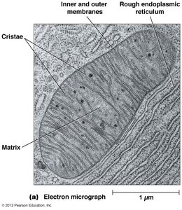 Electron micrograph of mitochondrion