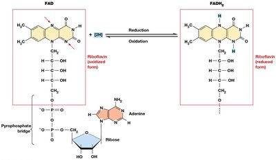 FAD and FADH2 structure