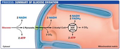Summary of glucose oxidation