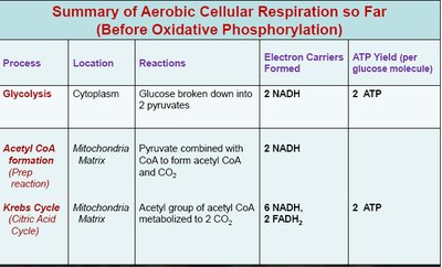 Summary table of aerobic respiration
