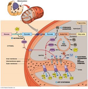 Summary table of aerobic respiration