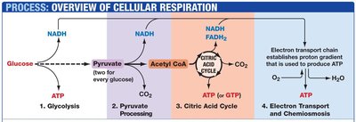 Overview of cellular respiration