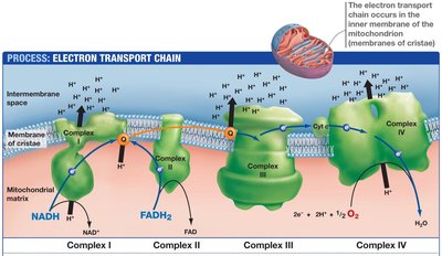 Properties of mitochondrial respiratory complexes