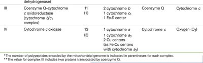 Electron flow through respiratory complexes