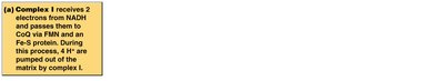 Complex III function