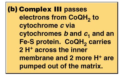 Complex IV function