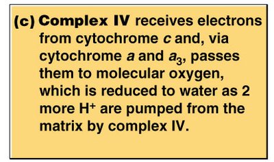 Electron transport from NADH