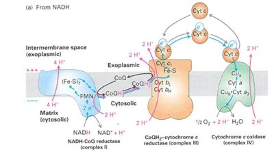 Respirasome structure