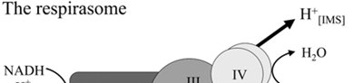 Respirasome molecular structure