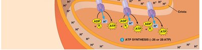 ATP synthesis in mitochondria