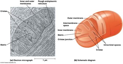 Electron micrograph and schematic diagram of mitochondrion