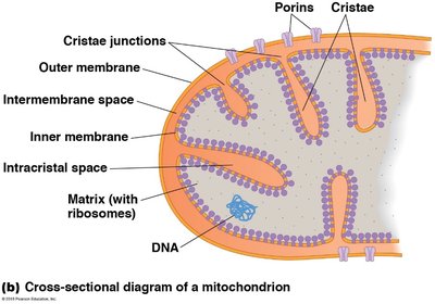 Cross-sectional diagram of a mitochondrion