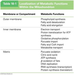 Table of mitochondrial metabolic functions